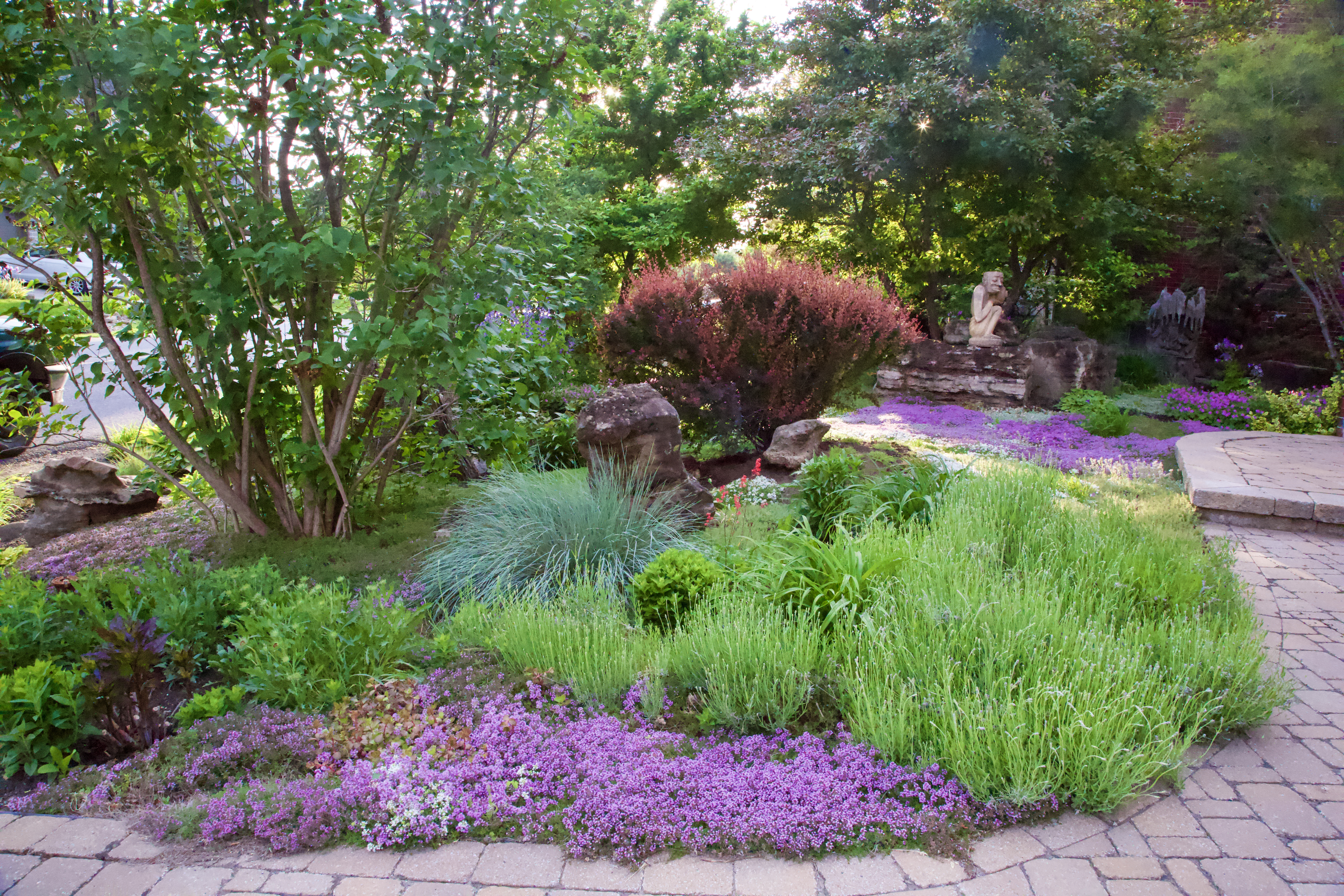 Jardin thym