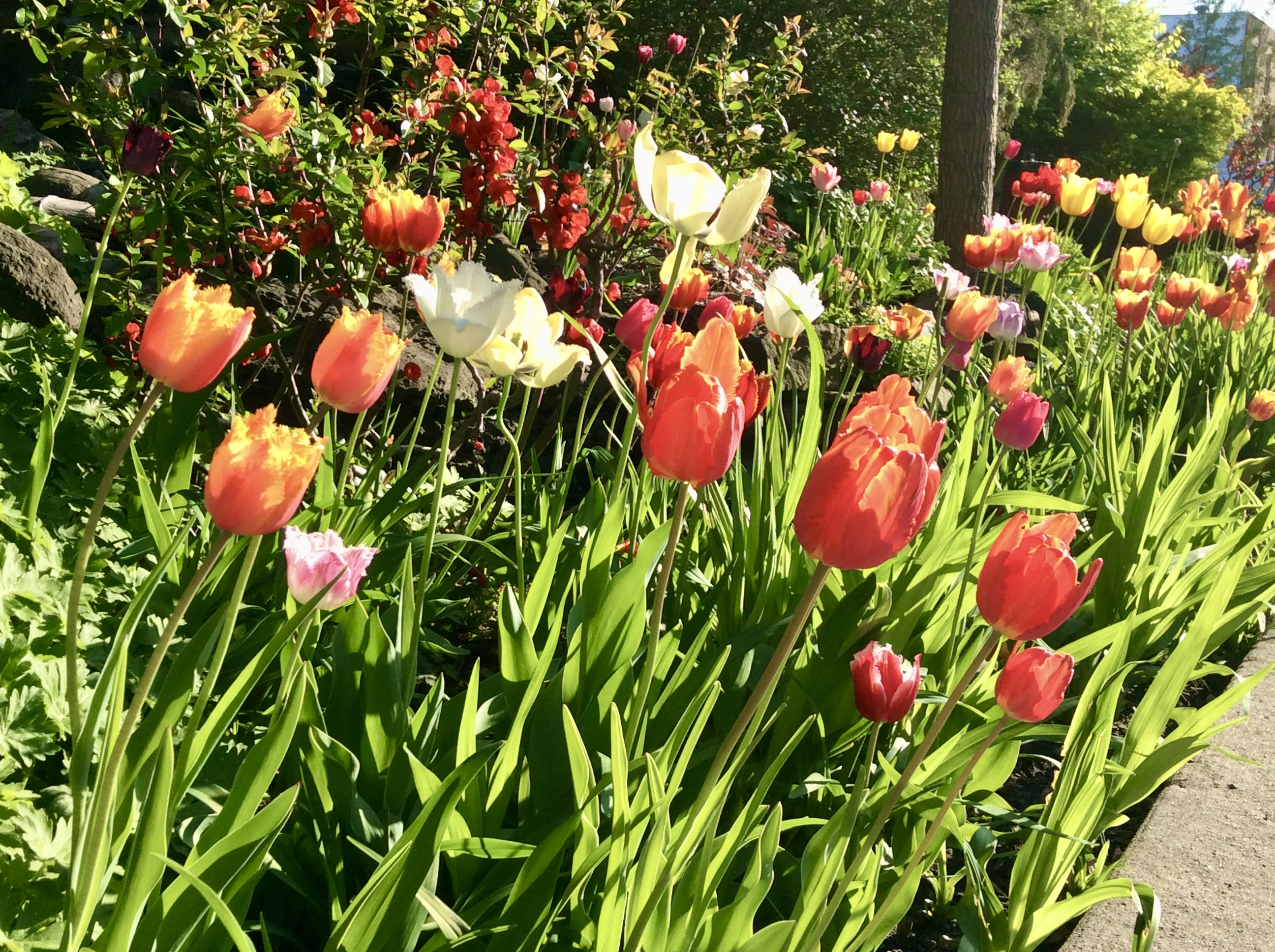 Tulipe